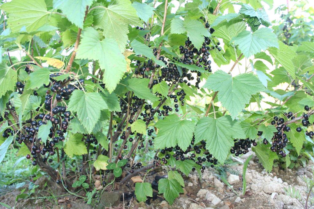 Sadyba Drymba Skhidnytsia Ngoại thất bức ảnh